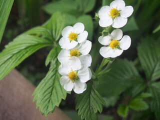 White petals of strawberry flowers. Summer in the garden.