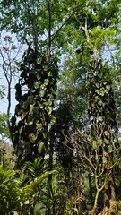 trees next to the Tat Kuang Si Waterfalls in Luang Prabang, Laos, February