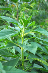 Jerusalem artichoke (Helianthus tuberosus) grows in nature