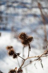 Background, texture. Dried prickly burdock fruits on a blurred snowy background.