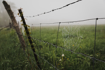 Close up of dew covered spider web on a wire fence in the fog.