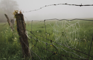 Close up of dew covered spider web on a wire fence in the fog.