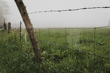 Close up of dew covered spider web on a wire fence in the fog.