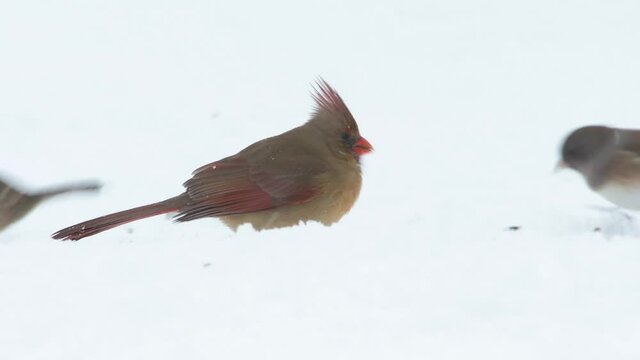 Female Northern Cardinal in snowfall, looking for seeds to eat
