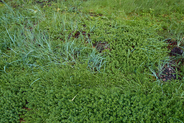 Light blue sedge on a background of green grass.