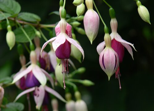 Campanillas fuchsia