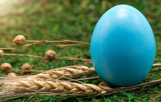 Close-up of a chicken egg painted blue on green grass on a sunny spring day. Free space. The concept of a bright Easter day.