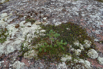Small pine tree growing on a rock.