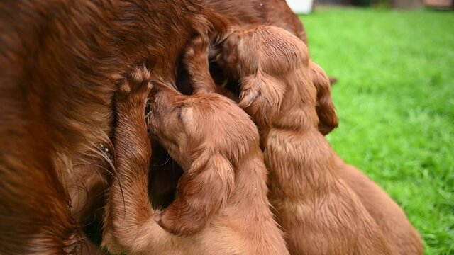 Red setter puppies suck their mother.