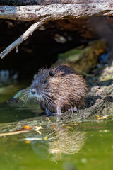 Coypu (Myocastor coypus) sitting at the lake shore in the nature protection area Moenchbruch near Frankfurt, Germany.