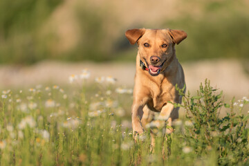Labrador Redriver dog. Dog is running over a blooming beautiful colorful meadow