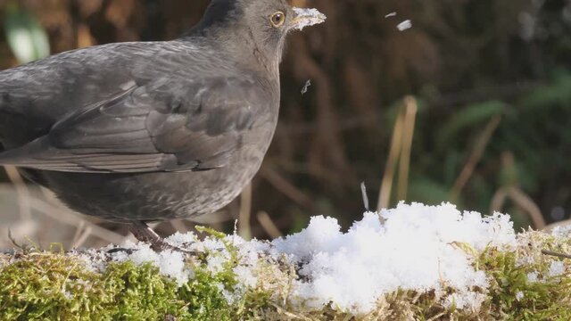 weibliche amsel im winter sucht nach futter im schnee und frisst w&uuml;rmer, mehrere szenen, 50fps, turdus merula