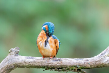 Eurasian kingfisher (Alcedo atthis) cleaning his feathers on his perch in autumn.