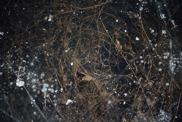 Frozen floodplain rhine cologne merkenich