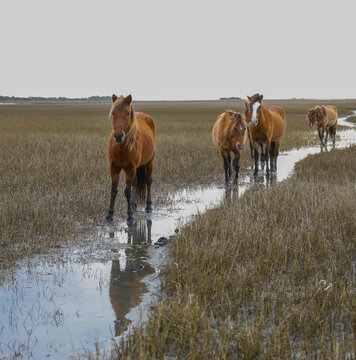 Wild Horses along the Outer Banks of North Carolina.
