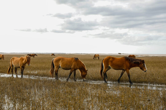 Wild Horses along the Outer Banks of North Carolina.