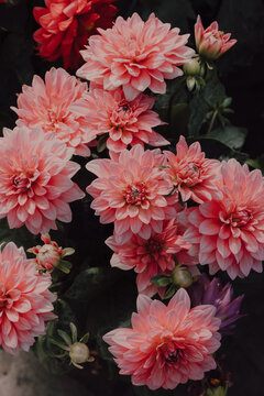 High angle view of Pink Dalias flowers