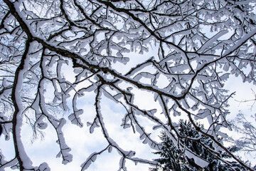 Scenic view of snow-covered tree branches in winter forest