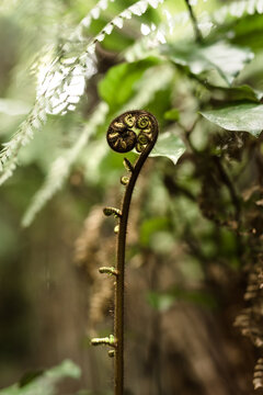 Tightly furled fern frond in a forest in New Zealand