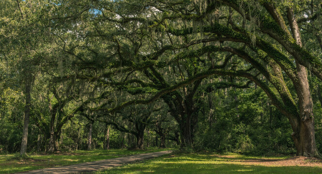 Neiuport Plantation