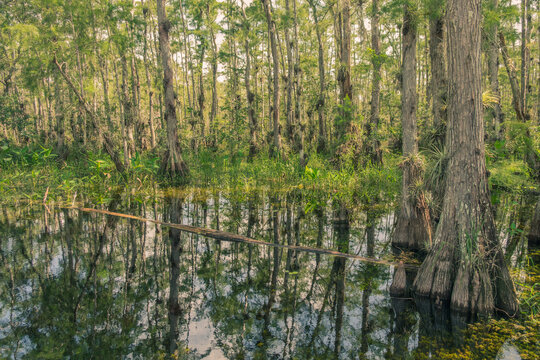 Scenic Drive Cypress National Preserve