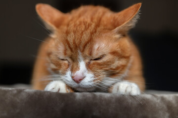 Portrait of a red & white cat on a fur blanket in the studio.