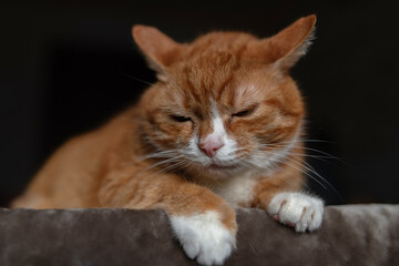 Portrait of a red & white cat on a fur blanket in the studio.