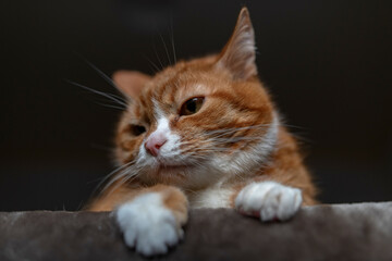 Portrait of a red & white cat on a fur blanket in the studio.