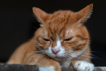 Fototapeta na wymiar Portrait of a red & white cat on a fur blanket in the studio.