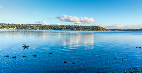 Birds And Mercer Island