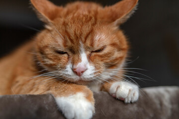 Portrait of a red & white cat on a fur blanket in the studio.