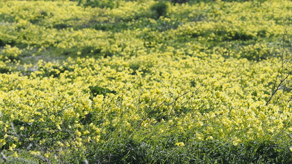 Flores campestres amarillas, vinagrillos, blancas, margaritas salvajes