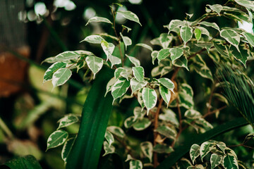 Tropical botanical garden, leaves close up