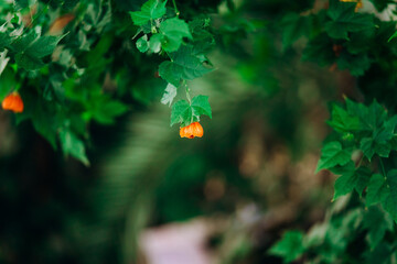 Bright orange flowers blooming on a tree. Flowering