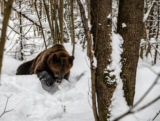 young brown bear in a snowy forest close up