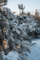 Winter