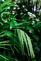 Large green palm leaves in a greenhouse.