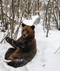 young brown bear in a snowy forest close up