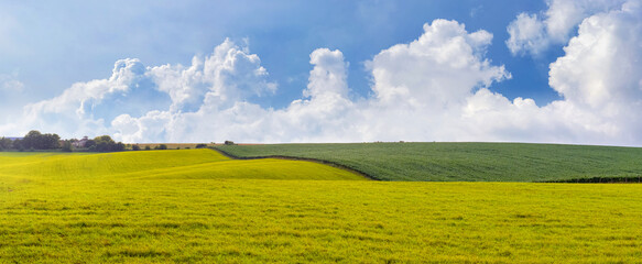 Summer panorama with green field and blue sky with white curly clouds