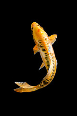 Koi fish Carp fishs moving in the pond black background