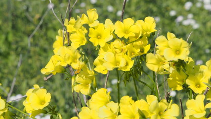 Fototapeta premium Flores campestres amarillas, vinagrillos, blancas, margaritas salvajes