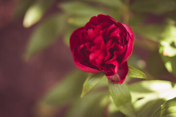 Fototapeta premium beautiful red rose