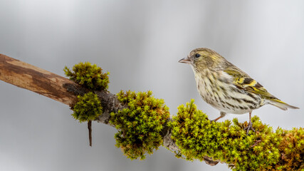 Erlenzeisig, gelb, ast, natur, wild lebende tiere, baum, wild, tier, singvogel
