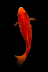 Koi fish Carp fishs moving in the pond black background