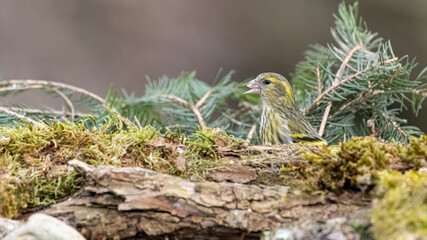 Erlenzeisig, gelb, ast, natur, wild lebende tiere, baum, wild, tier, singvogel