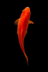 Koi fish Carp fishs moving in the pond black background