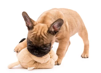 Papier Peint photo autocollant Bulldog français Chiot bouledogue français fauve jouant avec un jouet en peluche. Mignon petit chiot.