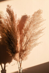 Dry pampas grass with sunlights on beige background. Minimal, stylish, monochrome concept. Flat...