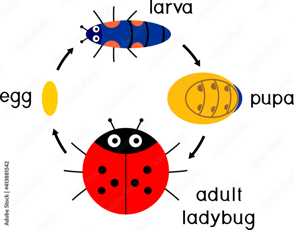 Poster life cycle of ladybug. sequence of stages of development of cartoon ladybug from egg to adult insect - Posters
