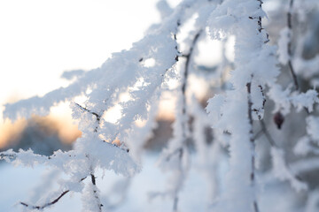 Obraz premium Winter. Snow. Sky.